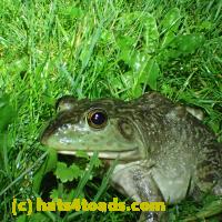 /home//u458753944/public_html/sourcegallery//Frogs/More bullfrogs/P6020083.JPG